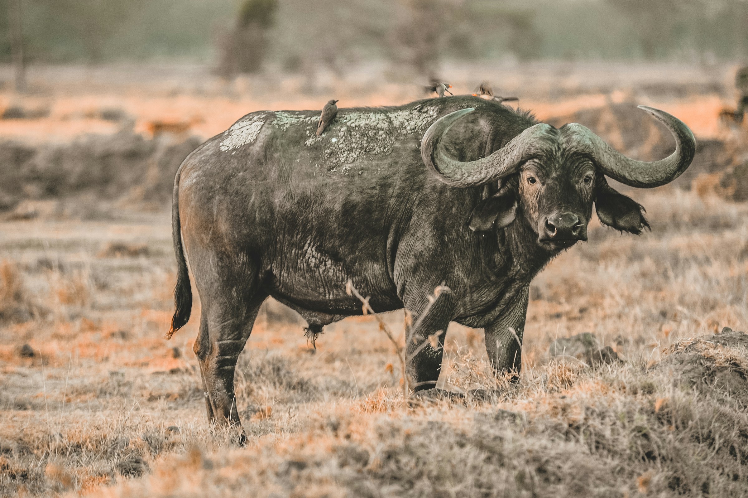 Buffalo