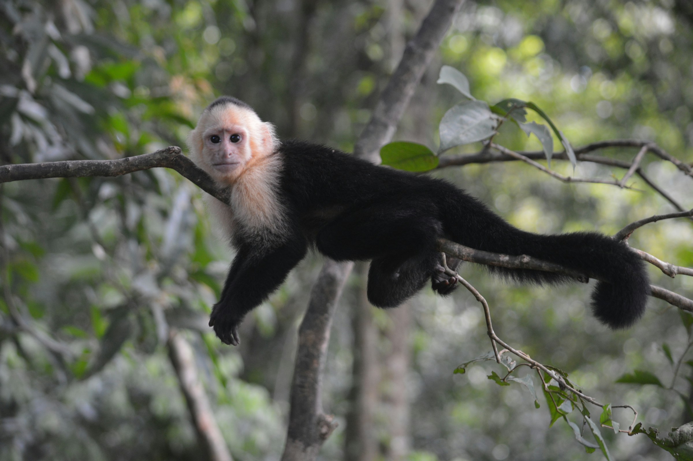 Colobus Monkey