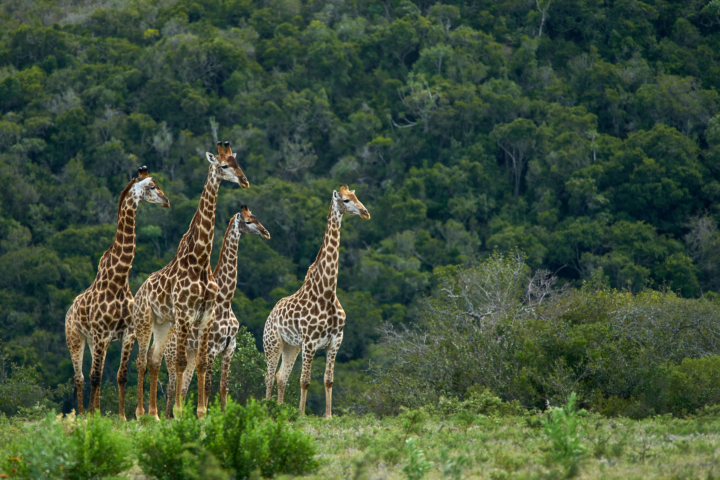 Giraffe